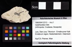 Foto (Objket + Etiketten) von Galatheoidea indet. 